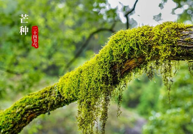 棉；芒种在尾热死老牛”今年哪？冰球突破平台“芒种在头六月穿(图7)